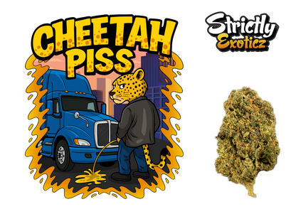 Cheetah Piss