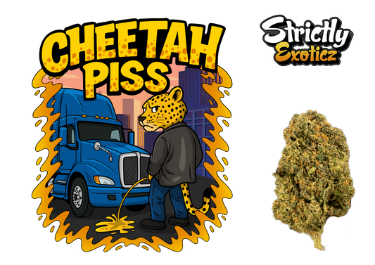 Cheetah Piss