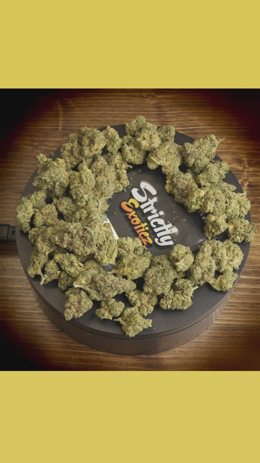 Biscotti (Exoticz)